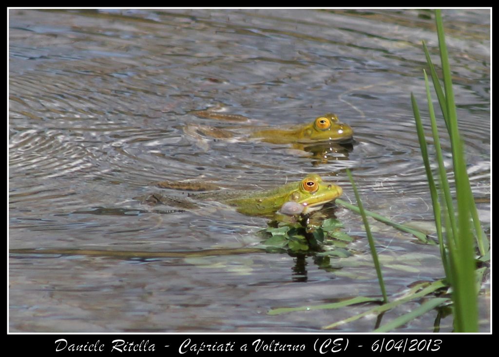 E queste Pelophylax si possono ident. dai sacchi vocali?(CE)
